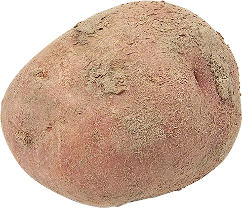 Aardappel Bildstar Bio