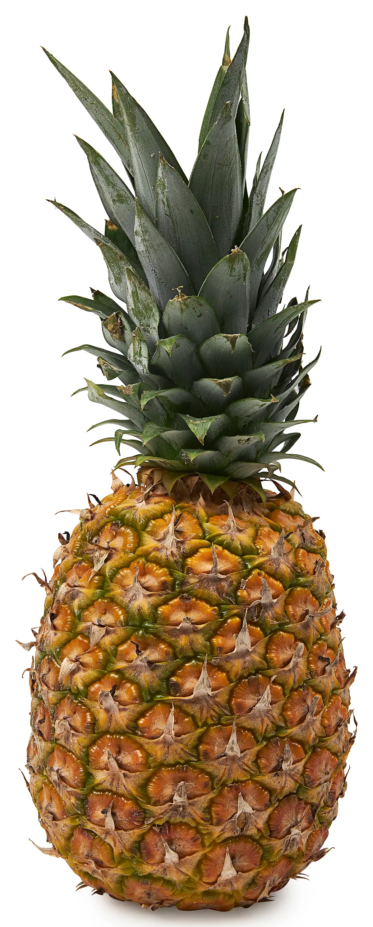 Ananas groot