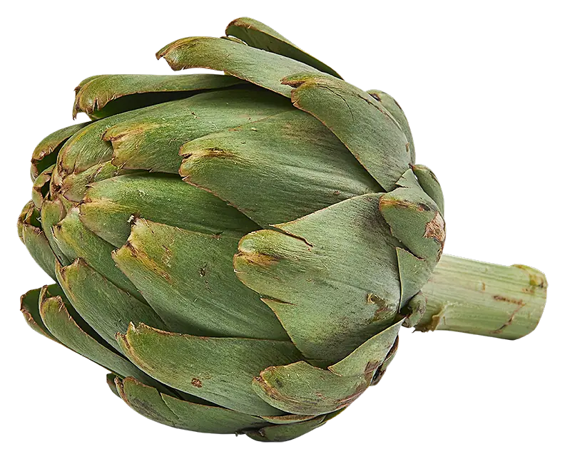 Artisjok groot