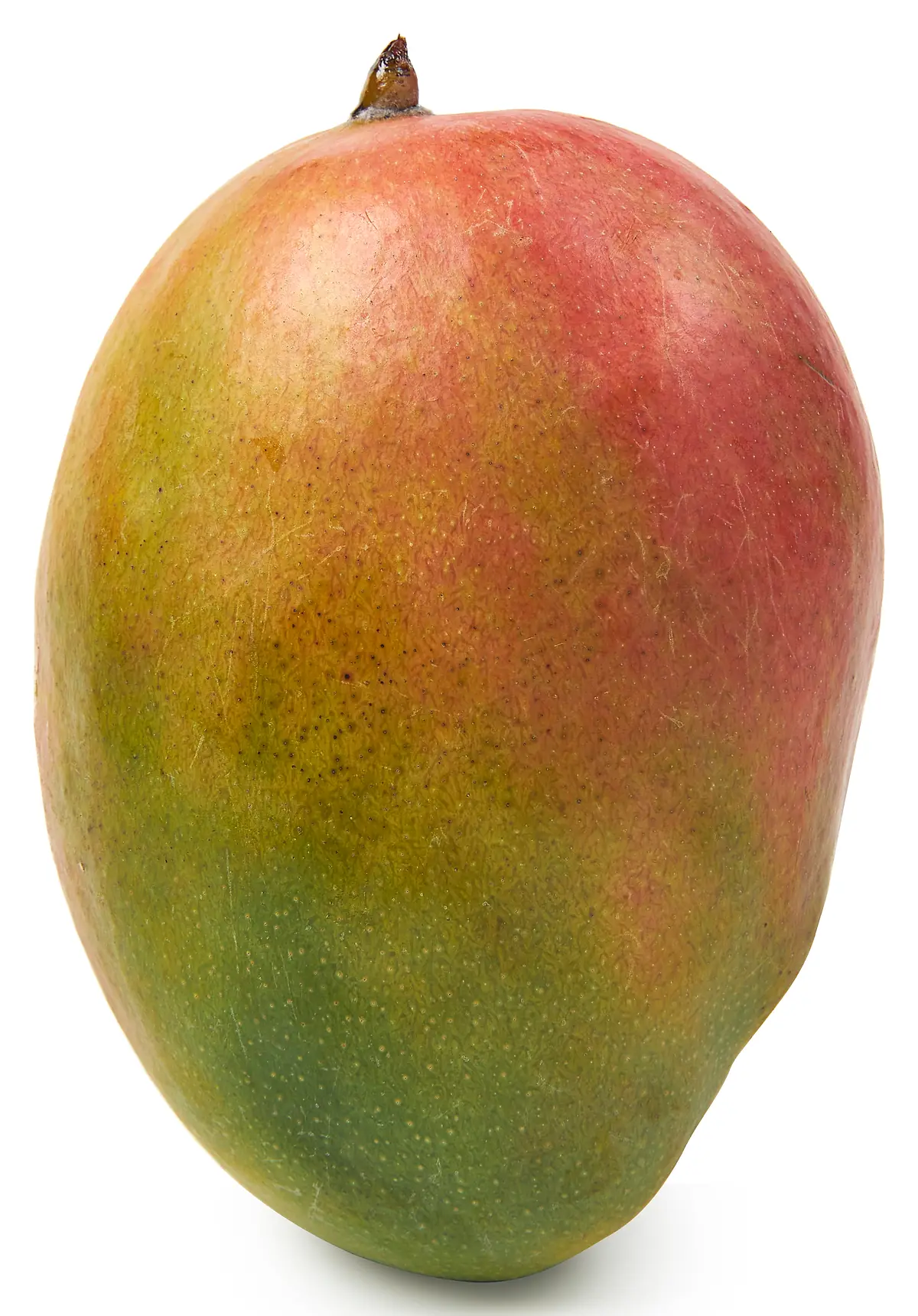 Mango groot