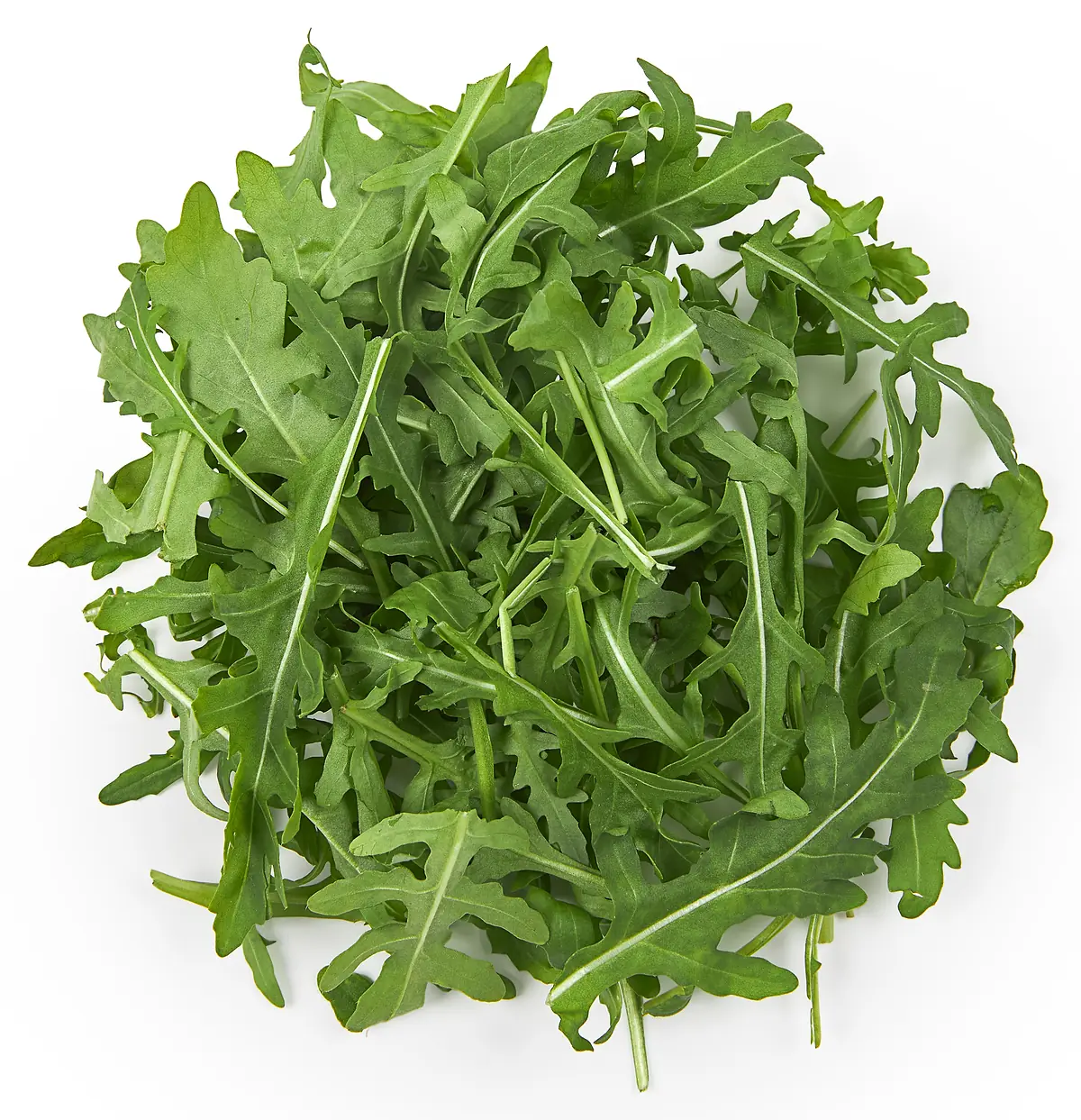 Rucola klein