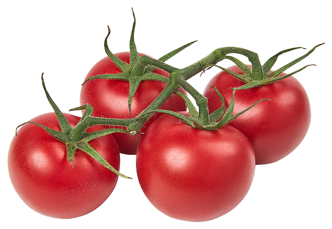 Tomaten Westlandse trots gerijpt