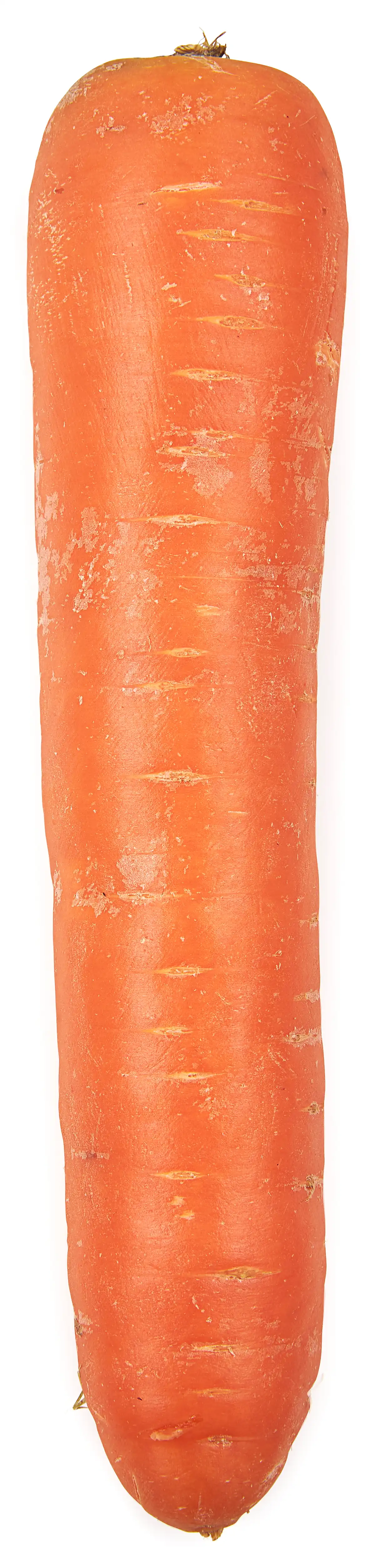 Winterpeen groot