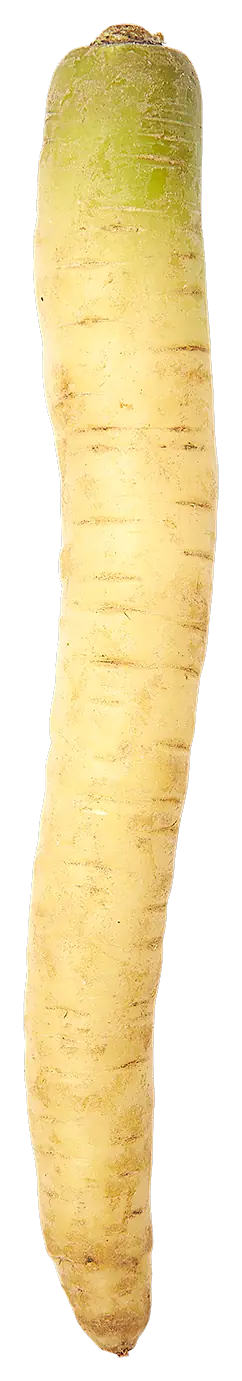 Winterpeen wit groot