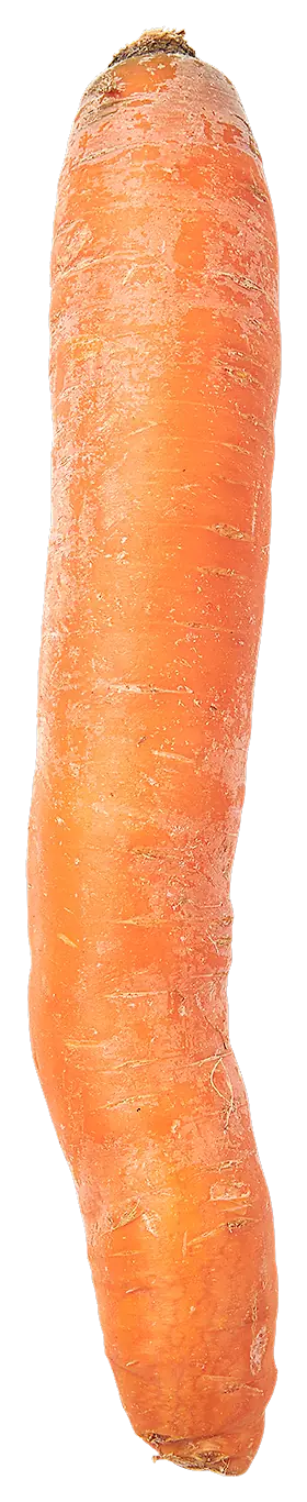 Winterwortel